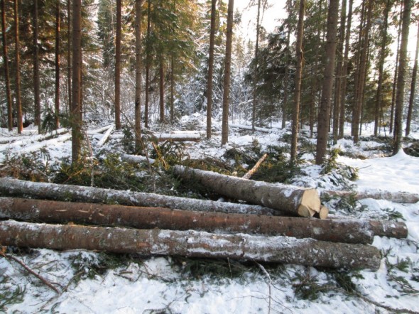 Helmikuu 2013 - tukkeja metsässä.