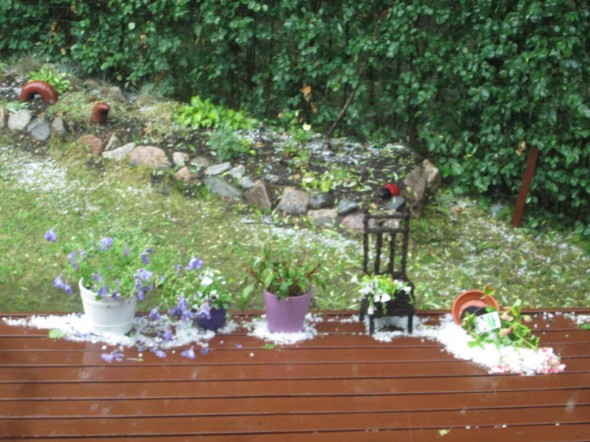 Sateen jälkeen rakeita puutarhassa.