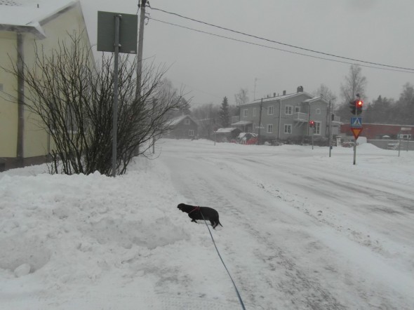Kinosten korkeus mäyräkoiraan verrattuna. Ilmatieteenlaitoksen nettisivun mukaan lumen syvyys on Vantaalla 11.01.2015 hetkellä 14 cm.