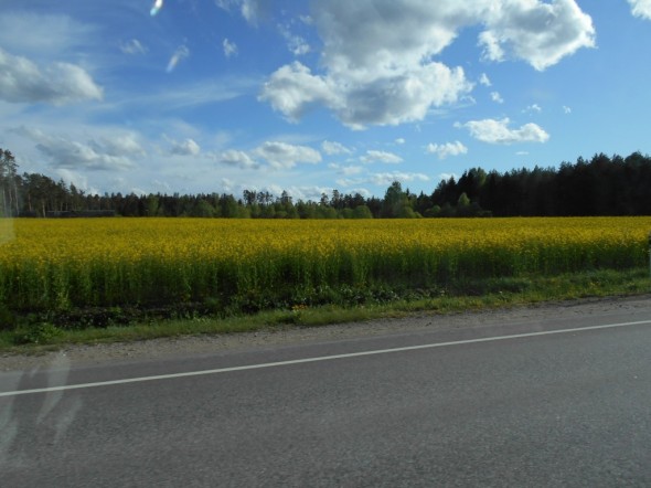 Virossa rypsipellot ovat jo keltaisina.